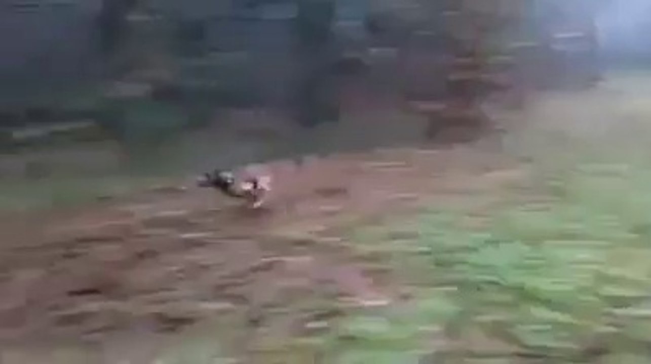 Frappe muselée Malinois percutor"