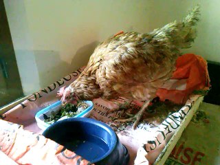 2014 : PLUME, poule trouvée en mauvais état sur le terrain, en soins