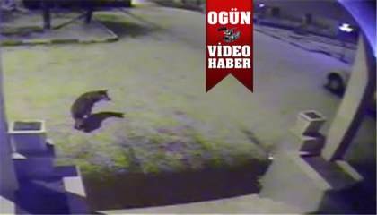 Aç kurtlar şehre indi