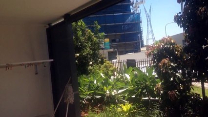 My Bedroom Window Purrs!