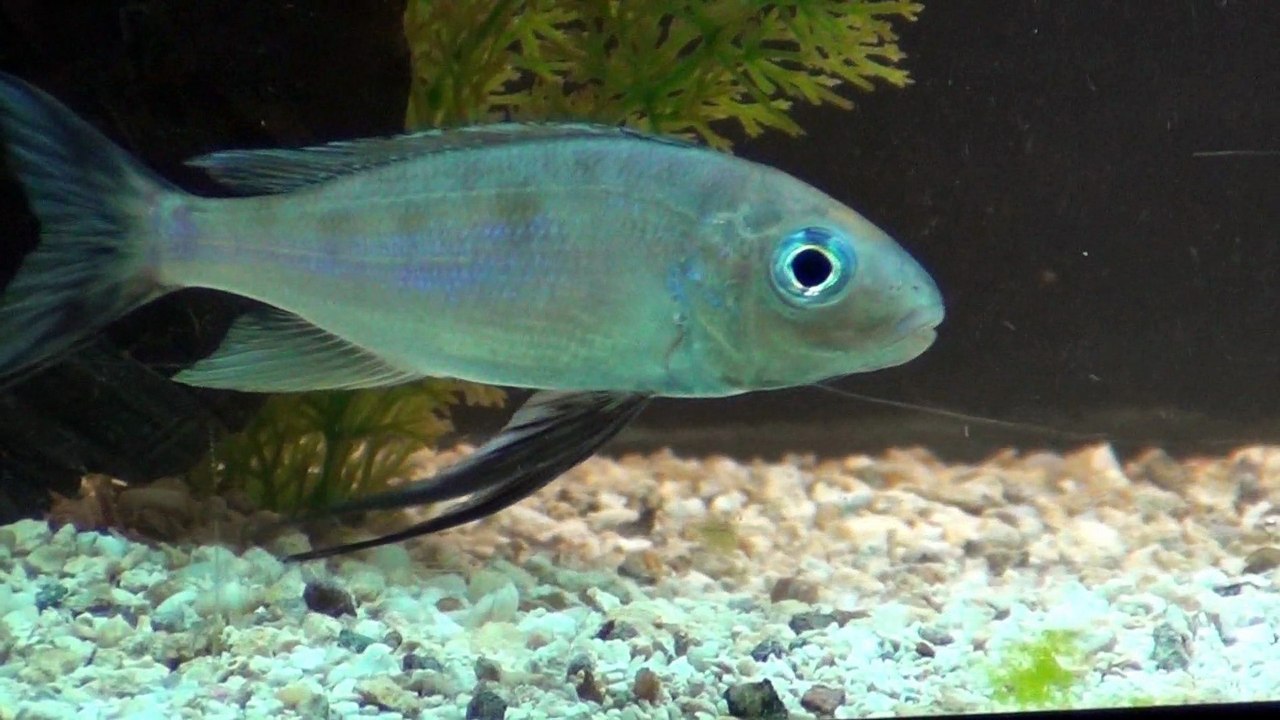 2015-01-18 - Cyathopharynx foai (Sibwesa) spawning