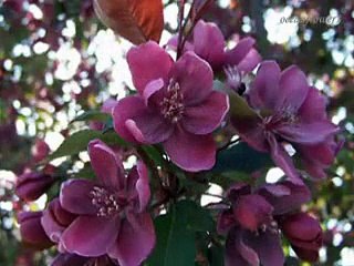 -- ERNESTO CORTAZAR - Secret feelings --