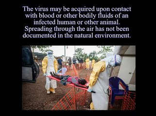 The EBOLA Virus - All You Have To Know About