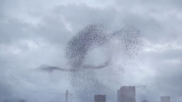 Thousands of birds forming black clouds : Wonders in the Sky
