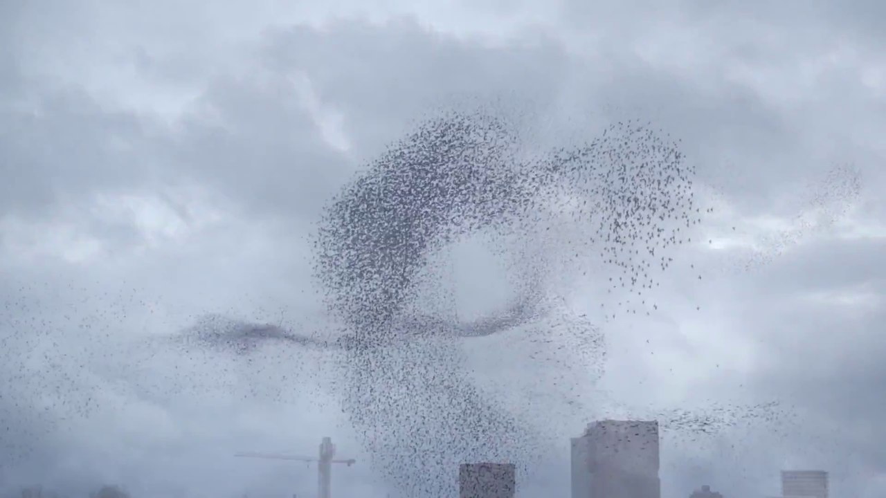 Thousands of birds forming black clouds : Wonders in the Sky
