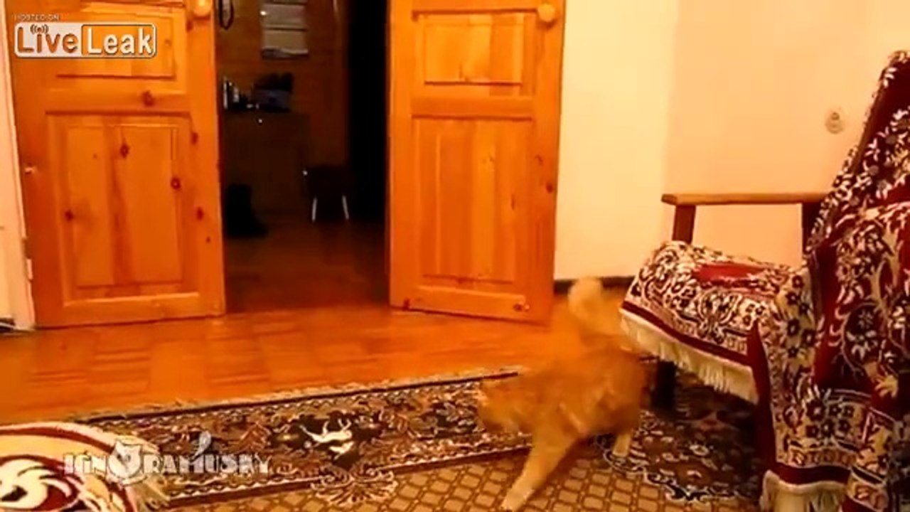 Un chat terrifié par le son de Mario Bros qui saute!