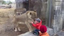 Une lionne joue avec un bébé à travers la vitre!
