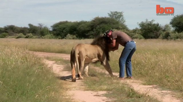 Man and Lion are best friends: Cuddles and Kisses