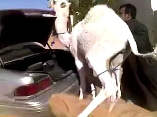 awesome video and so funny  like friends