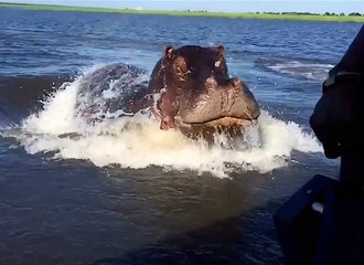 Hippo Charge on Chobe River Jan2015, recorded with iPhone 6;