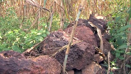 Fruchtbares Ackerland statt karger Wüste