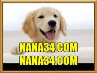 느바팁스터 버추어사커≪≪ ANC77닷OZ닷ST ≫≫ 샤넬벳 프로농구예상정보분석 버추어사커≪≪ ANC77닷OZ닷ST ≫≫ 샤넬벳 하키 경기 시간