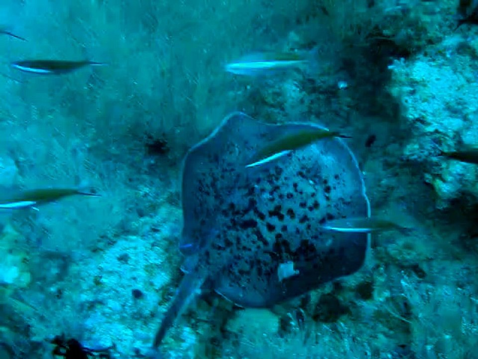 Velidhu, Raie Pastenague hafza thila "Maldives"