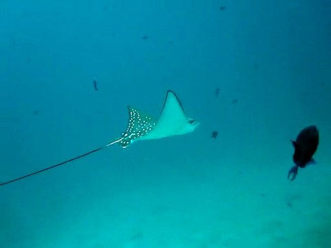 Velidhu Maldives,raie aigle