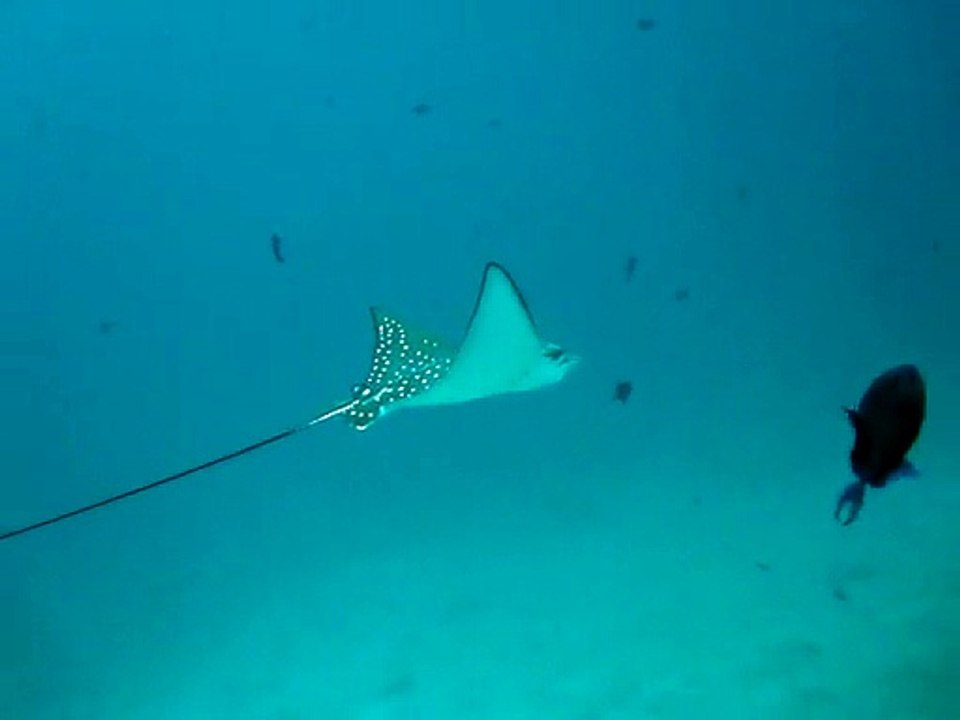 Velidhu Maldives,raie aigle