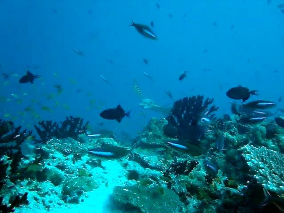 Velidhu Maldives,raie aigle 3