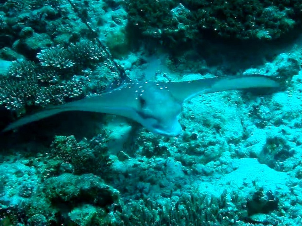 Velidhu Maldives,raie aigle 4