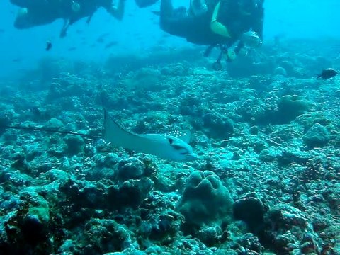 Velidhu Maldives,raie aigle 5