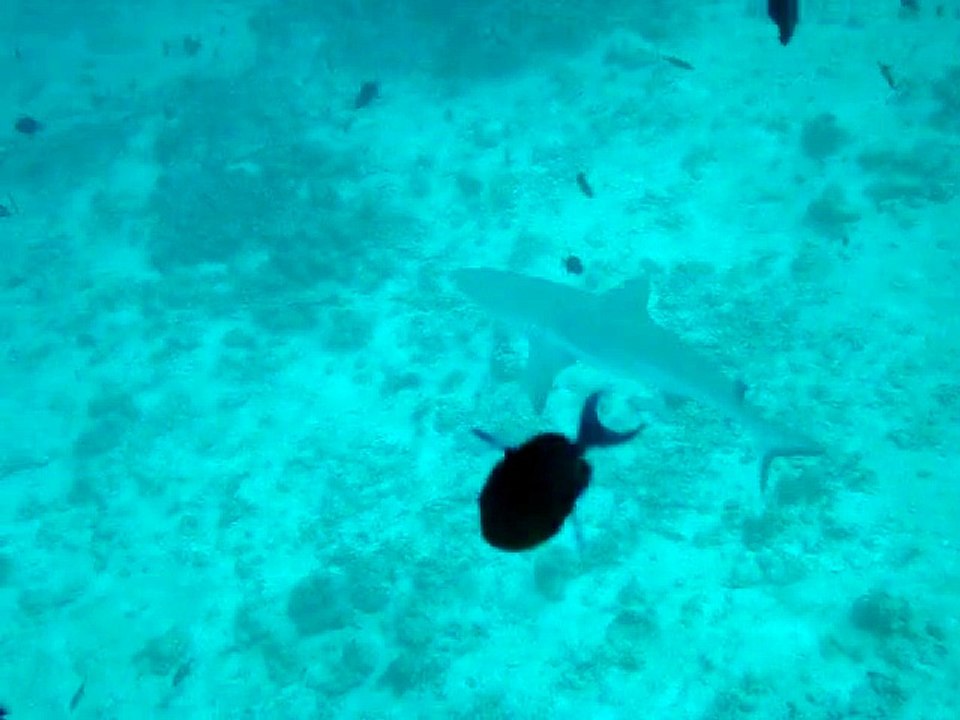 Velidhu Maldives, requin gris de récif 2
