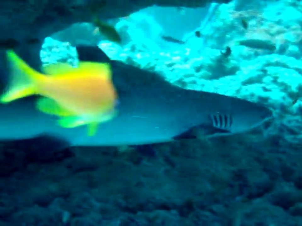 Velidhu Maldives, requin gris de récif 3