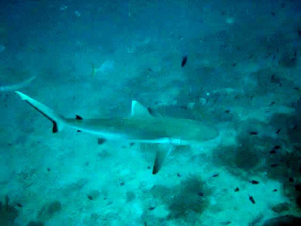 Velidhu Maldives, requin gris de récif 4