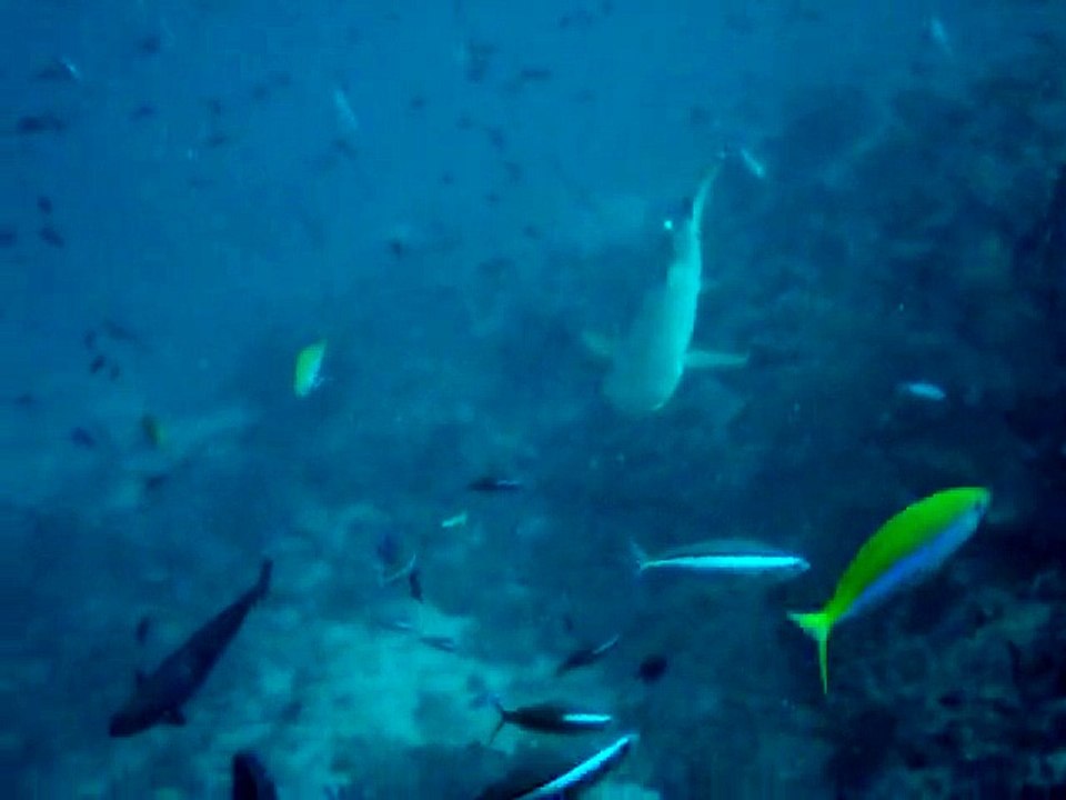 Velidhu Maldives, requin gris de récif 5