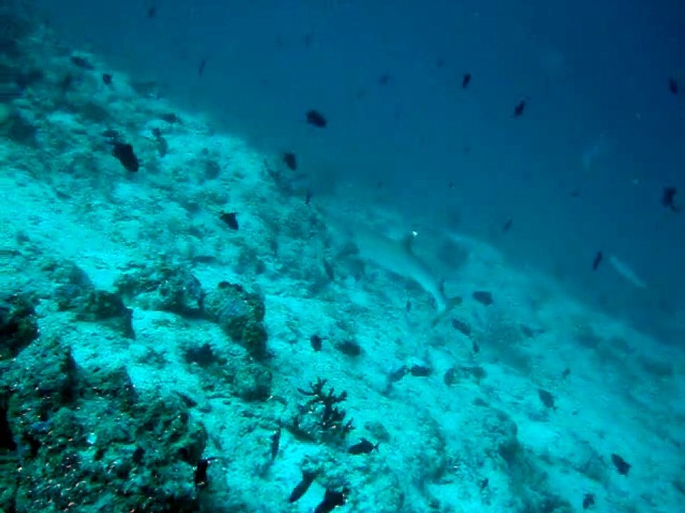 Velidhu Maldives, requin gris de récif 7