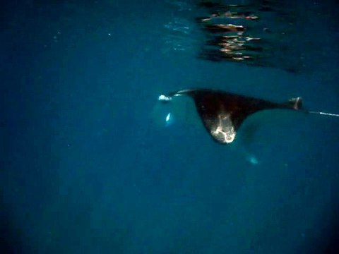 Velidhu Maldives, raie manta 2
