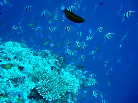 Velidhu Maldives, poissons cochet