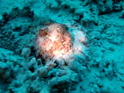 Velidhu Maldives, poisson pierre