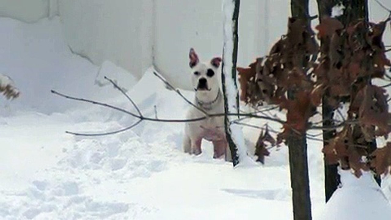 Who Let The Dogs Out!
