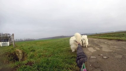 mes samoyedes au galop , il font la course avec un cavalier