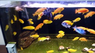 African Mbuna Cichlids 5 - Jan 2015