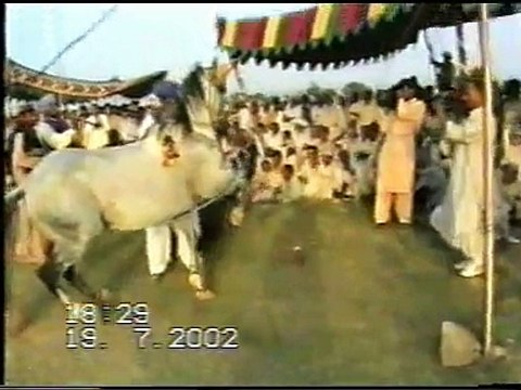 Sahibzada Sultan Ahmad Ali Sahib (M H Sultania Awan Horse Club of Hazrat Sakhi Sultan Bahoo R.A) (2)