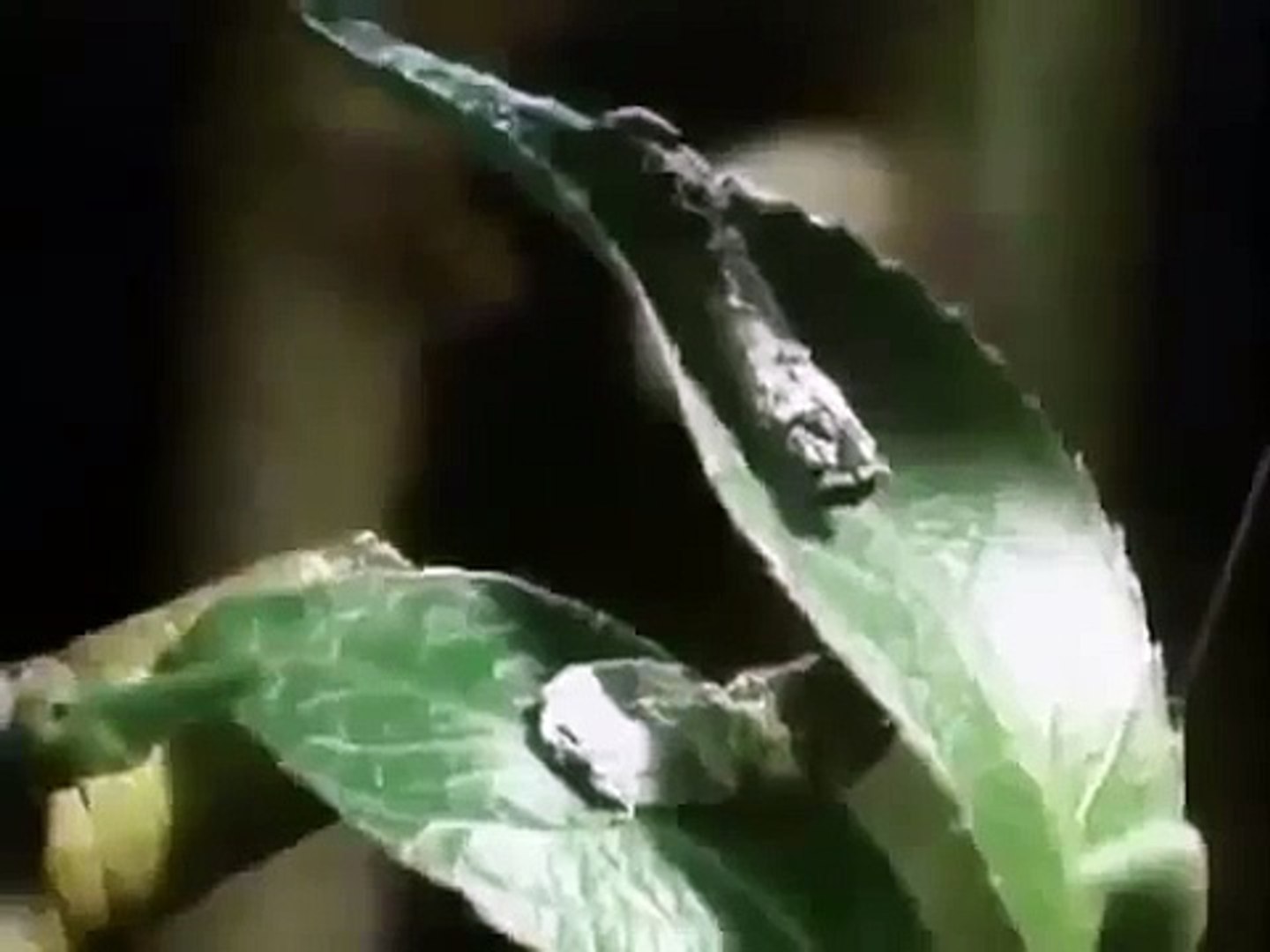 ⁣Amazing Animal Camouflage - Best Disguises [Wildlife Documentary]