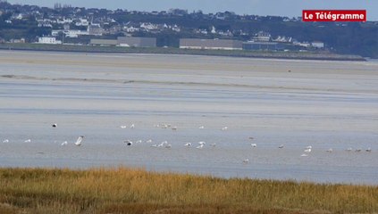 Oiseaux d'eau. On compte, en baie de Saint-Brieuc