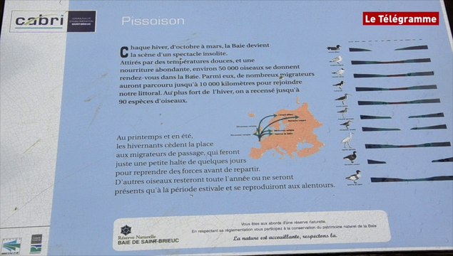 Baie de Saint-Brieuc. Tout un peuple migrateur