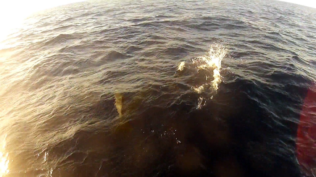 Navigation, dauphins viennent jouer devant "Rêve de"