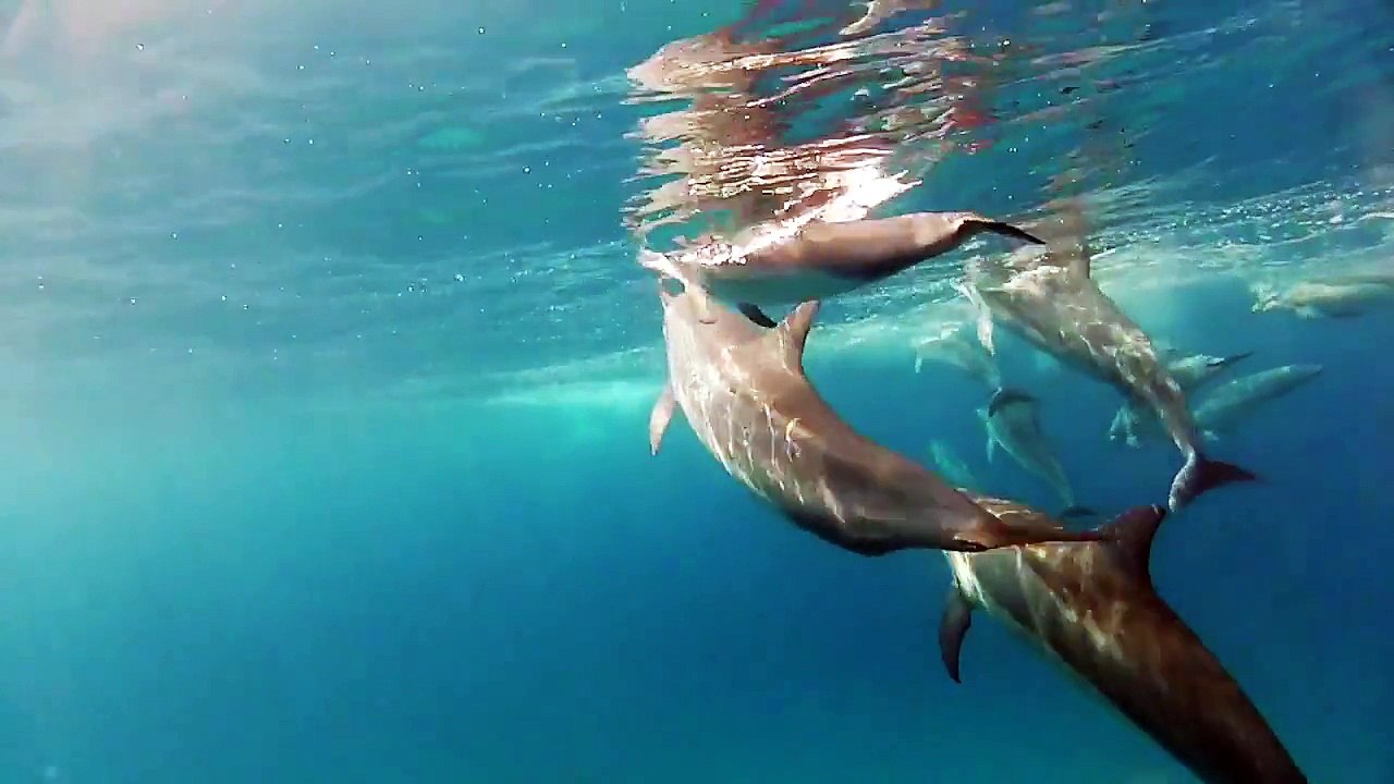 Before and After: Watch a dolphin prepare to jump out of the ocean from underwater.