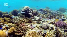 Fiyi: arrecifes coralinos protegen la diversidad de especies | Global 3000