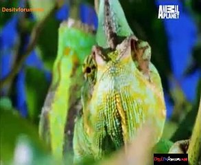 Predator's Prey 19th January 2015 Video Watch Online pt2