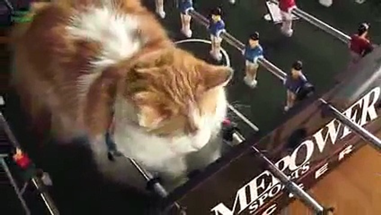 FUNNY CAT SLEEPING STYLE