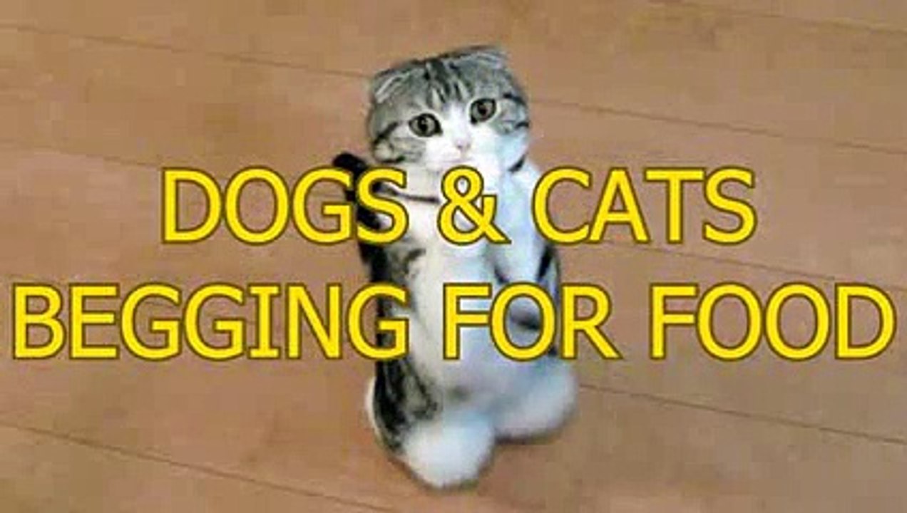 CATS AND DOGS BEGGING STYLE