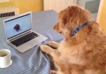 Dog Wants to Play With Dog in the Laptop Screen