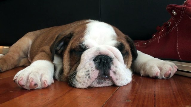 British Bulldog puppy hates waking up.