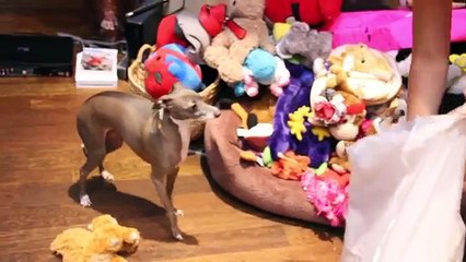 How to Mildly Annoy Your Dogs Part 2