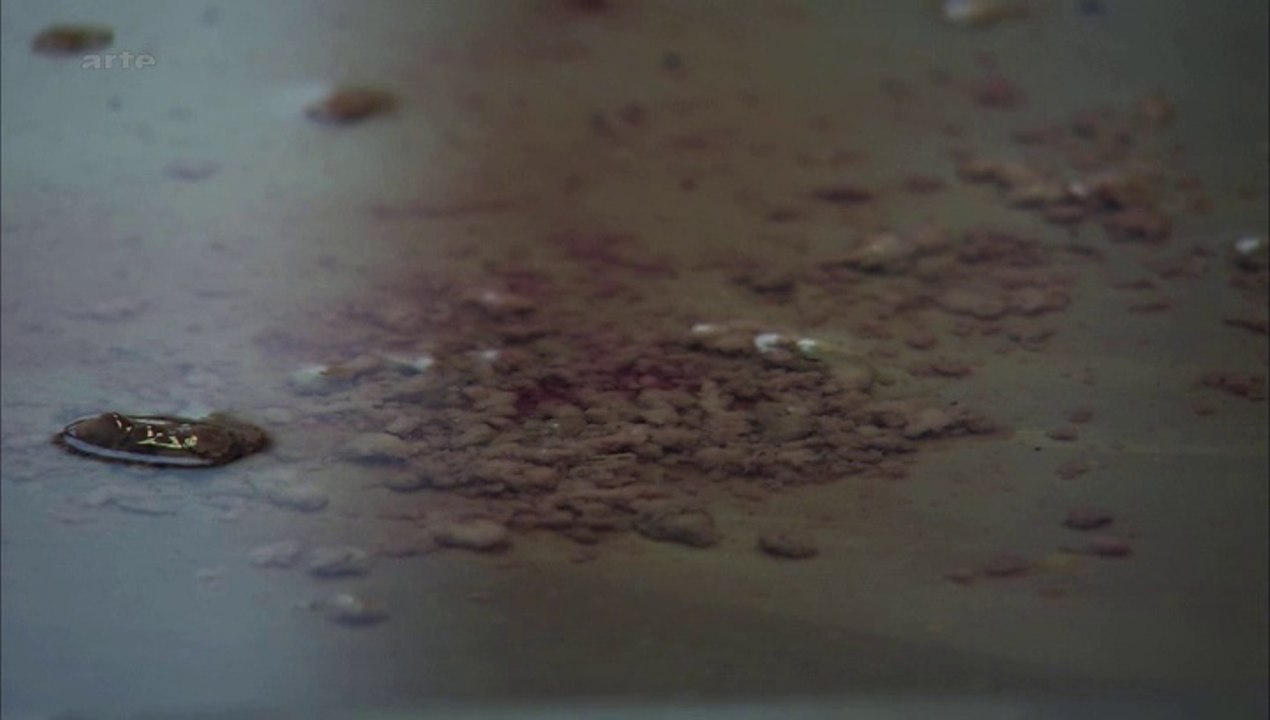 DIE AUSCHWITZ-ÄRZTE DES TODES