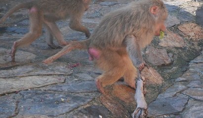 Ölü doğan yavrusunu yanından ayırmadı