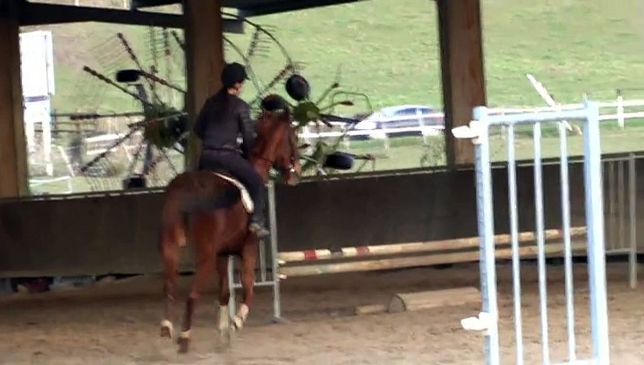 LES JOURNEES DE MICHOU64 W-D.D. - 14 JANVIER 2015 - PAU -  N° 3 - LEÇON DE SAUT D'OBSTACLES  AUX ETRIERS D'AQUITAINE A ASSAT.