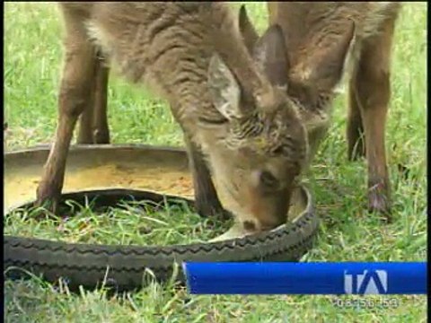 Acompáñenos a conocer La casa del venado , en Cayambe